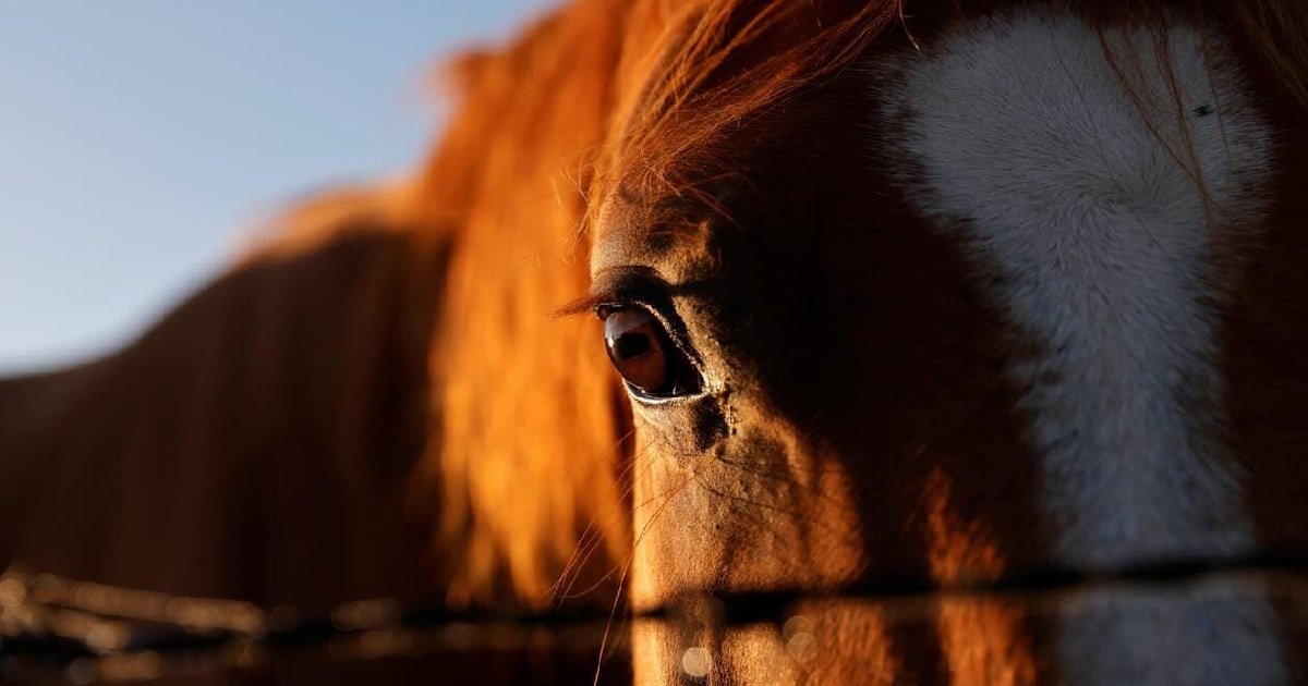 chev.jpg?resize=412,275 - Chevaux mutilés: le ministre de l'Agriculture a annoncé la mise en place d'un numéro vert