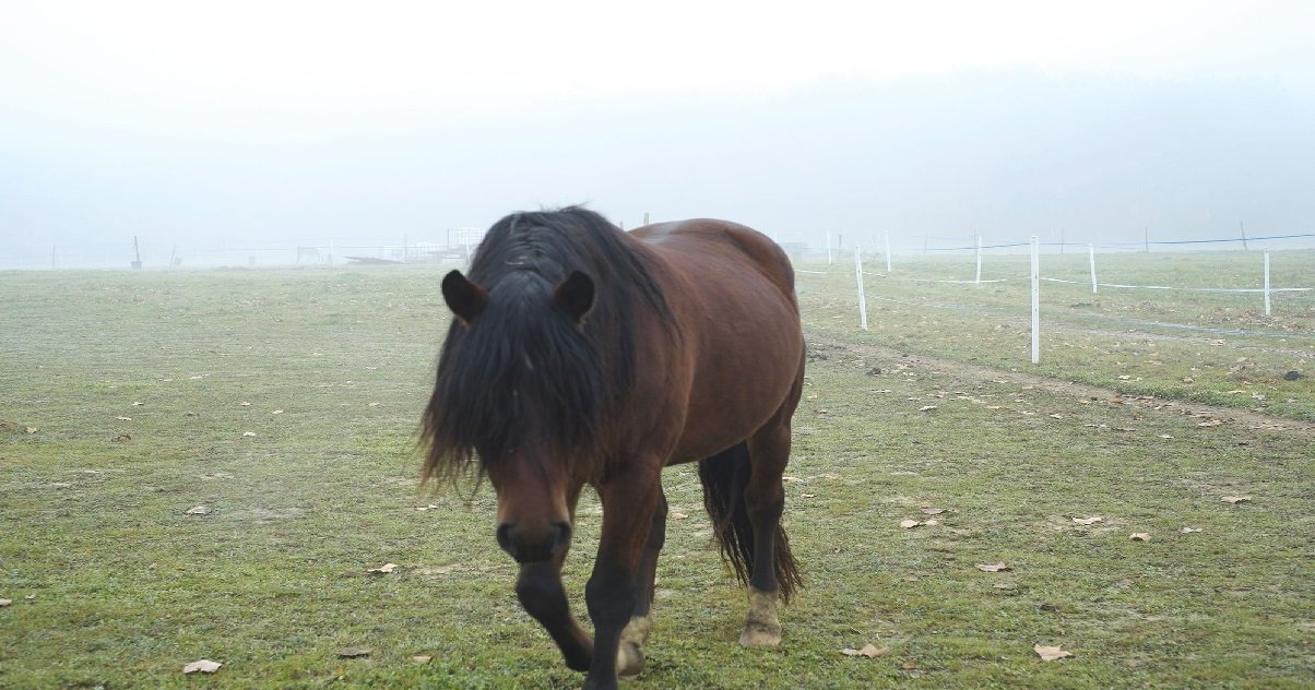 chevaux.jpg?resize=412,275 - Ille-et-Vilaine: un cheval a encore été retrouvé mutilé dans son enclos