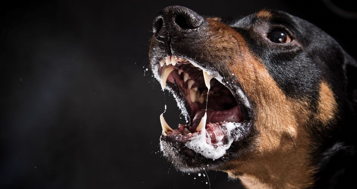 chien 1.jpg?resize=412,275 - Un chien s'est attaqué à un nourrisson de 12 jours avant de traîner trois policiers sur la route