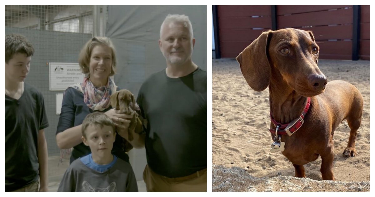 collage 8.jpg?resize=412,275 - Dog Reunited With Owners After 5 Months Thanks To Volunteers Who Travelled 10,000 Miles