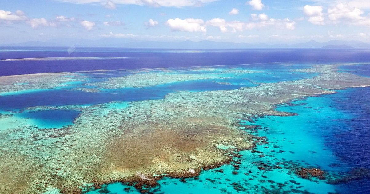 corail.jpg?resize=1200,630 - Australie: un homme qui plongeait sur la Grande Barrière de corail a fait une mauvaise rencontre...