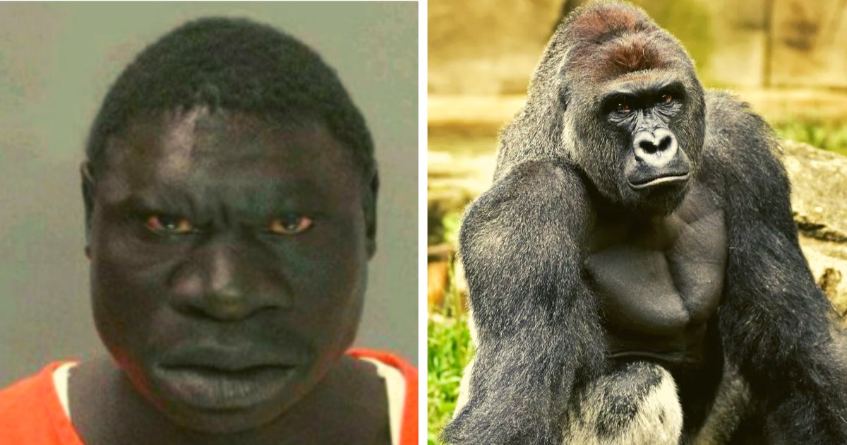 diseno sin titulo 114.png?resize=1200,630 - Arrestan A Un Cuidador Del Zoológico Por Abusar De Un Gorila De Más De 200 Kilos
