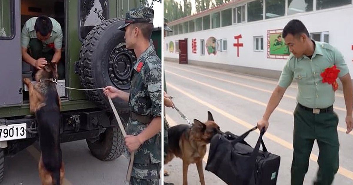 dog leaves.jpg?fit=1024%2C538&ssl=1&strip=all - Touching Footage Shows Sad Dog Refusing To Let Retiring Trainer Go