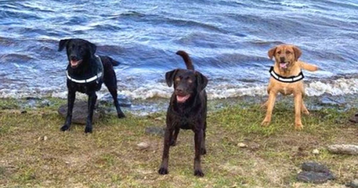 doggos.jpg?resize=412,275 - Family Left Devastated After Their Dogs Jumped Off A Cliff And Died