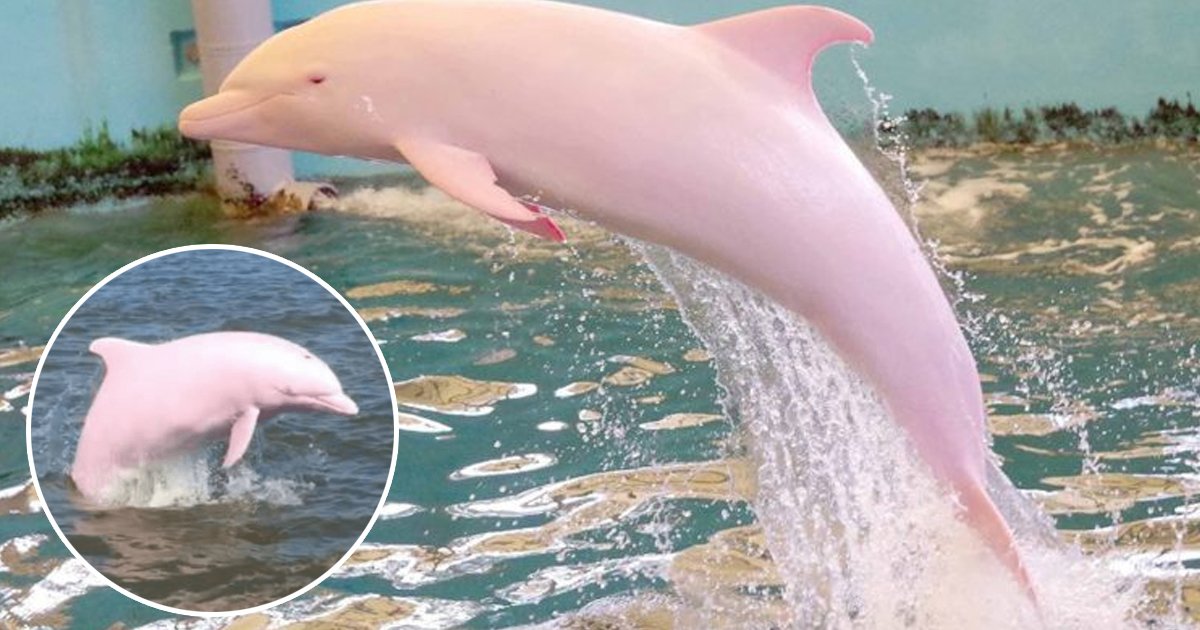 dsfsss.jpg?fit=1024%2C538&ssl=1&strip=all - This Pink Dolphin’s Baby Is So Rare That You’ll Need To Stop And Stare