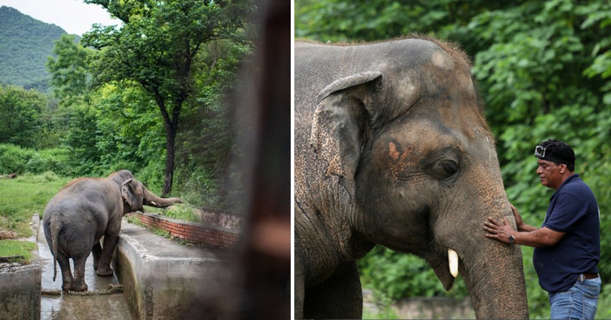 elephant.jpg?resize=412,275 - ‘World’s Loneliest Elephant’ All Set To Leave Tiny Enclosure In Pakistan After 35 Years