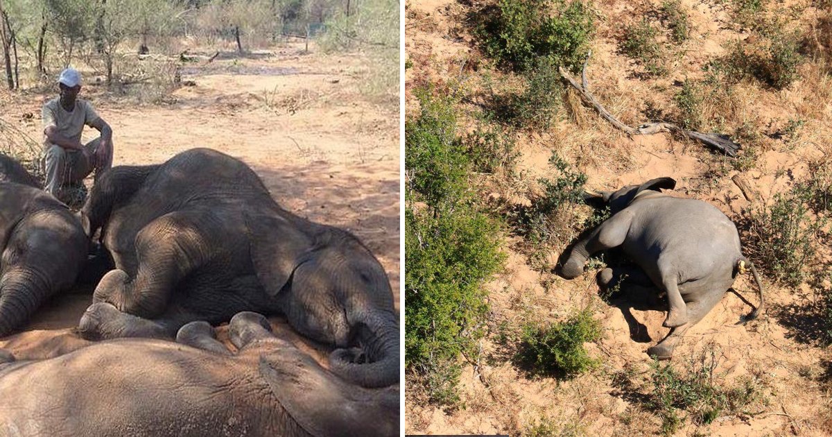 elephants.jpg?resize=412,232 - Wildlife Tragedy Peaks As Zimbabwe Investigates Mysterious Death Of 11 Elephants