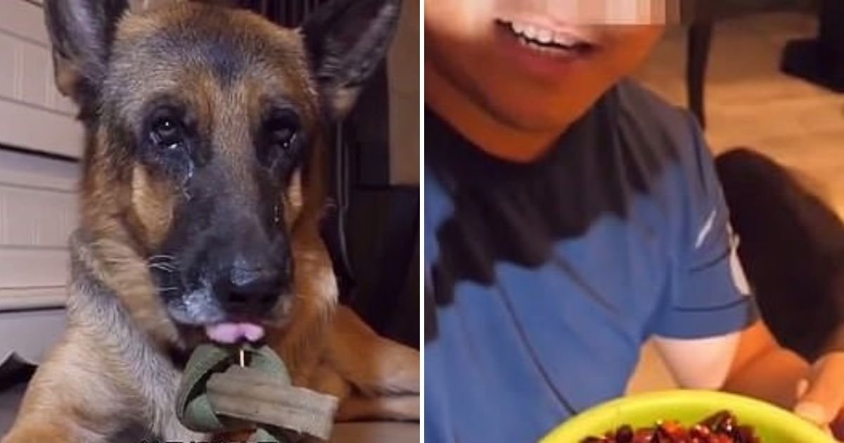 eto2.jpg?resize=1200,630 - German Shepherd Cried After Eating A Bowl Of Chilies Amid Heartbreaking Social Media Trend