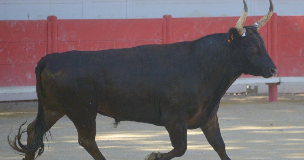 ffcc.jpg?resize=412,275 - Gard: un homme meurt après avoir été percuté par un taureau lors d’une course camarguaise