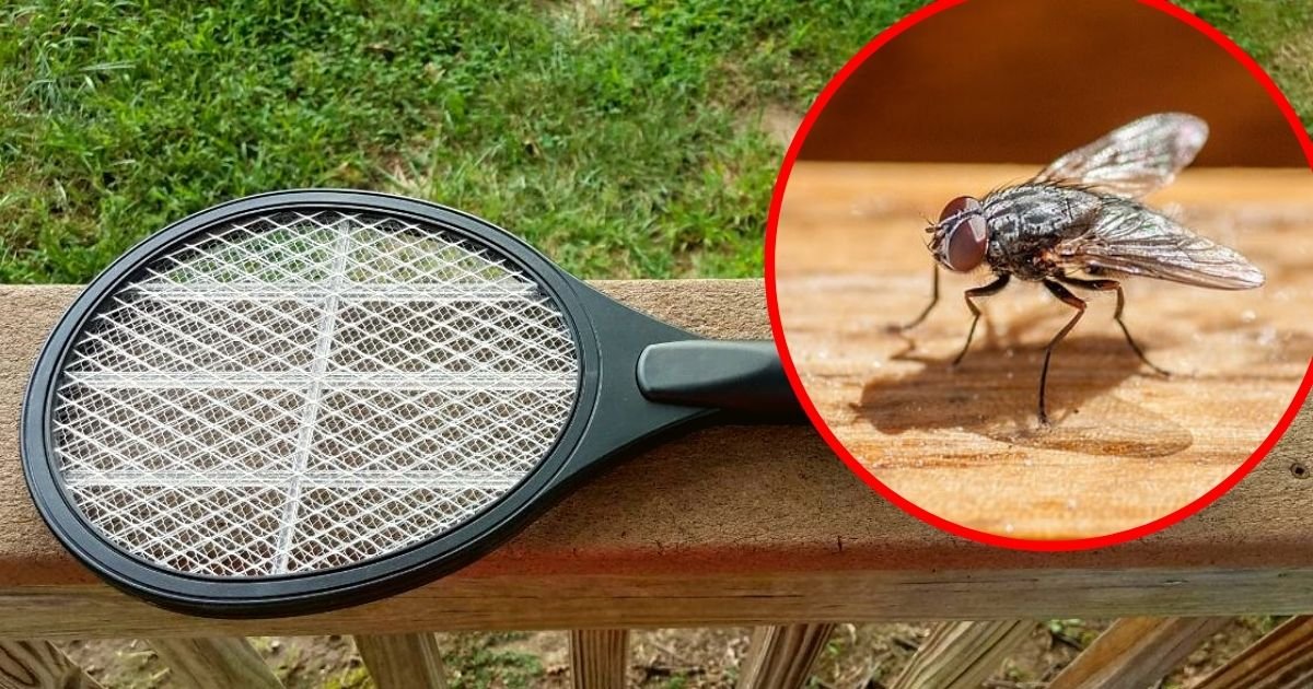 fly5.jpg?resize=412,275 - Elderly Man Accidentally Blew Up His House While Trying To Kill A Fly With Electric Swatter