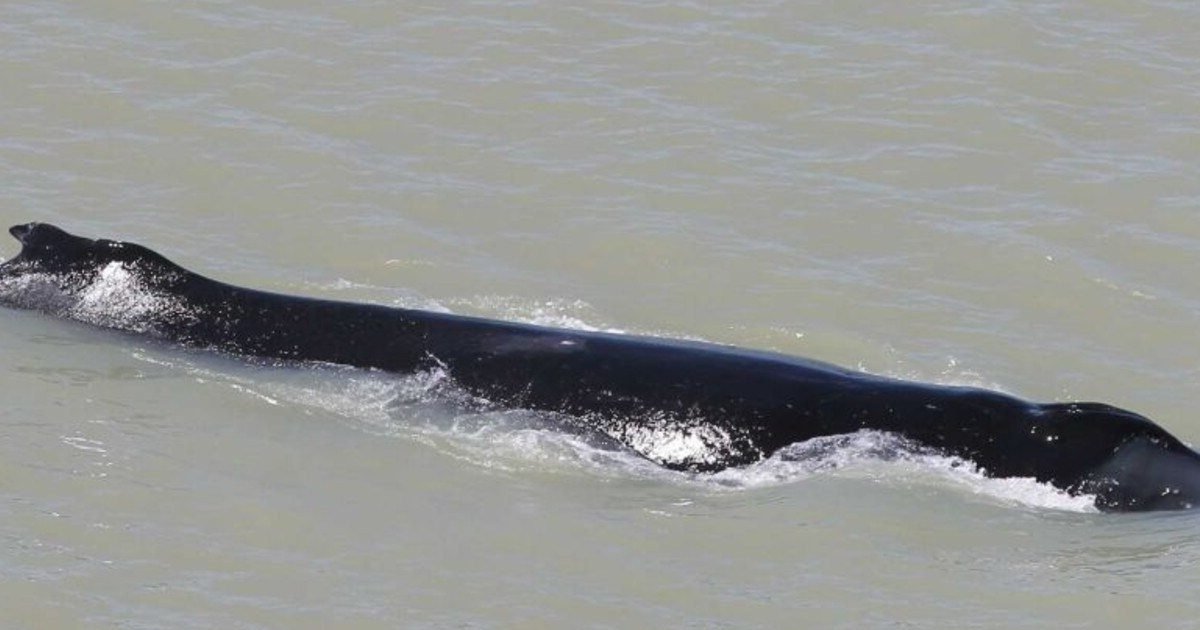 humpback whale trapped in kakadu s croc infested waters 8102889 e1599958409140.jpg?resize=1200,630 - Des baleines se sont égarées dans une rivière australienne infestée de crocodiles