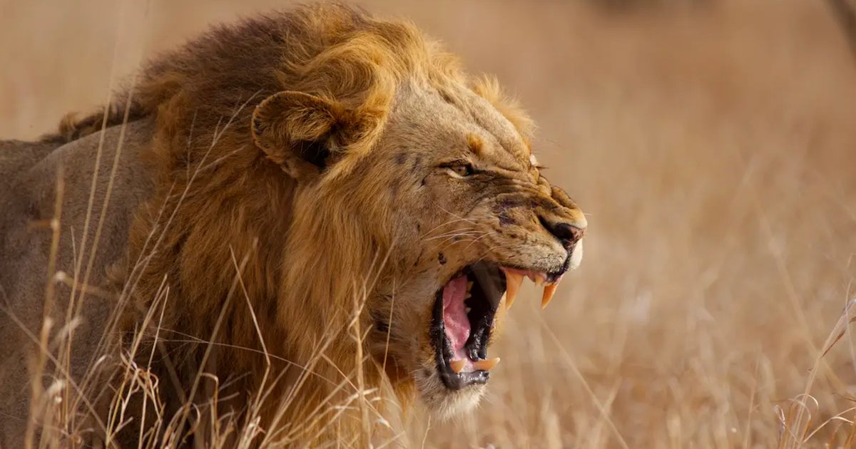 lion.png?resize=1200,630 - Afrique du Sud : Une ONG a sauvé une dizaine de lions destinés à être abattus