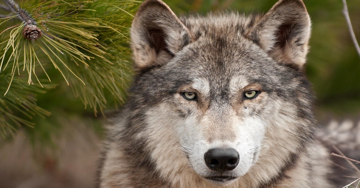 loup.jpg?resize=412,275 - Pyrénées: il y a bien un nouveau loup qui rôde dans les montagnes de l'Ariège