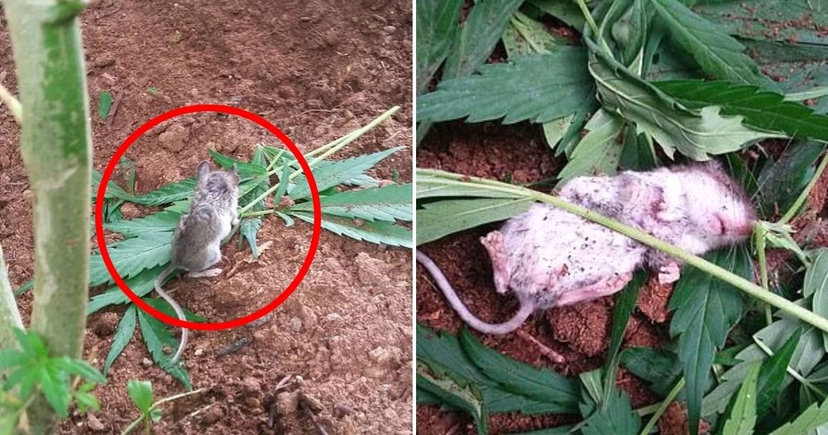 mouse6.jpg?resize=412,275 - Curious Mouse Caught Munching On Cannabis Leaves Until It Passed Out