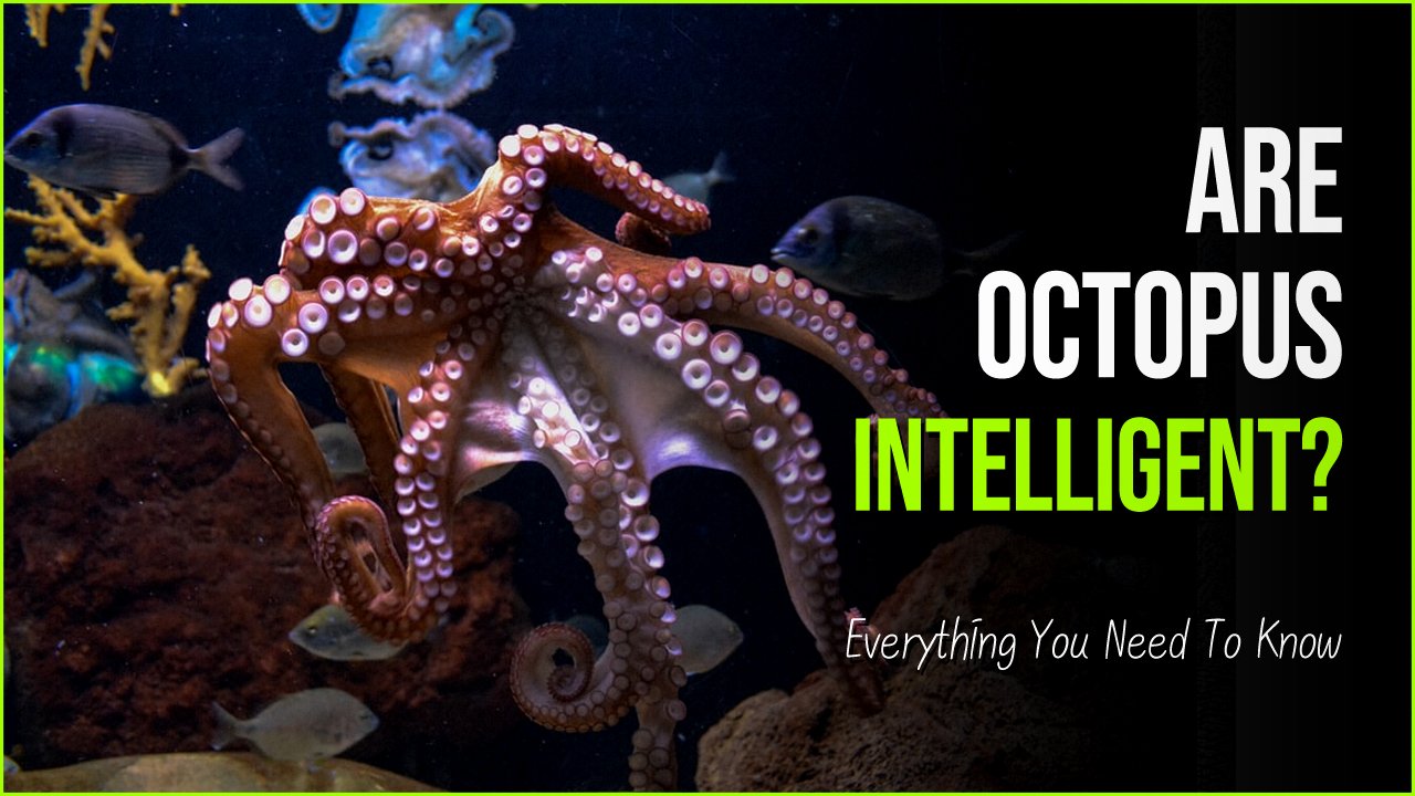 octopus.jpg?resize=300,169 - Are Octopus Intelligent As The World Calls Them Or Is It Untrue?