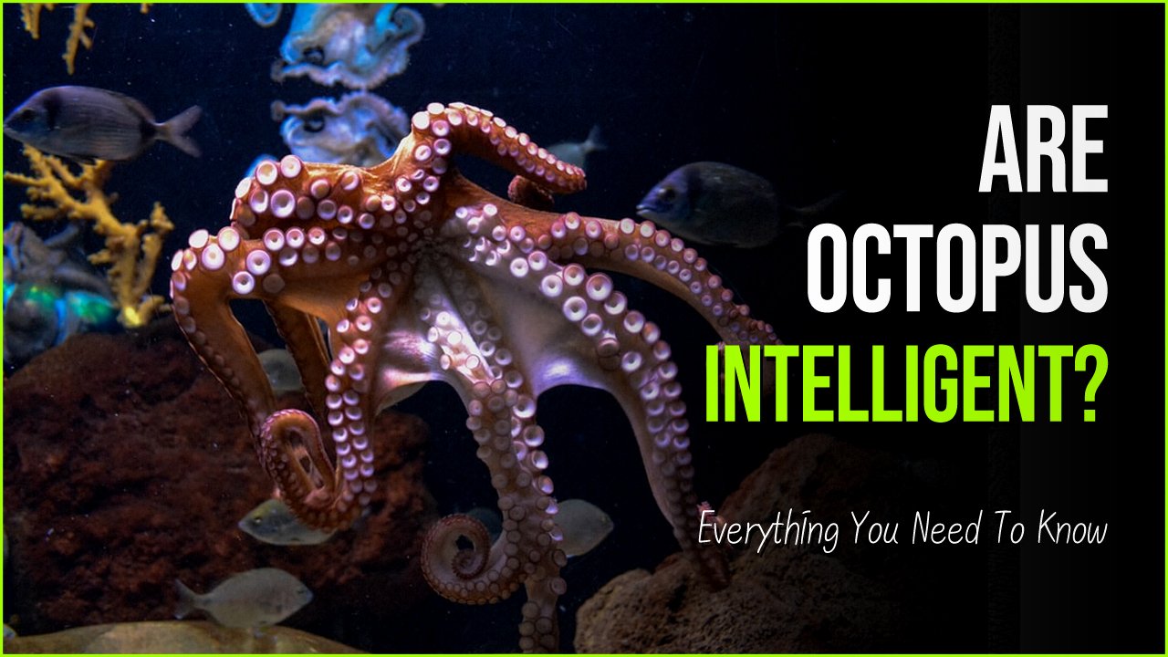 octopus.jpg?fit=1024%2C576&ssl=1&strip=all - Are Octopus Intelligent As The World Calls Them Or Is It Untrue?