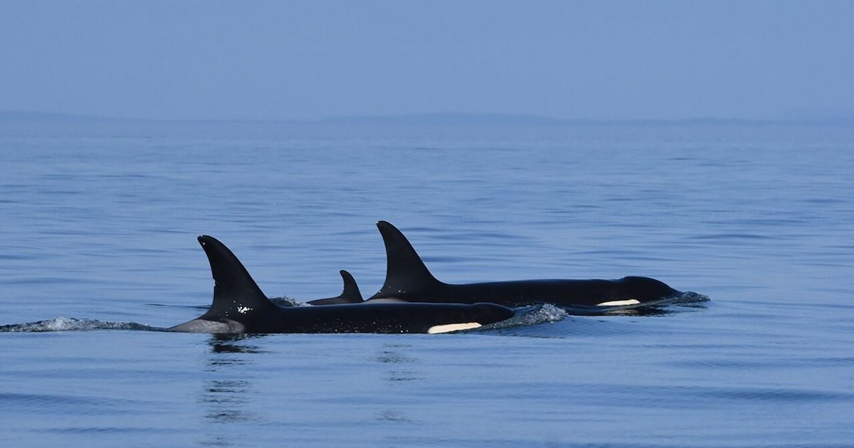 orque.png?resize=1200,630 - Deux ans après le décès de son bébé, l’orque Tahlequah a de nouveau accouché