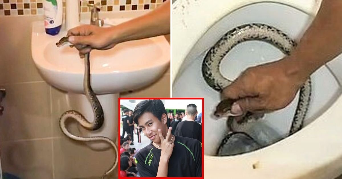 python.jpg?resize=1200,630 - Python Bit Teenager's Private Part While He Was Sitting On The Toilet