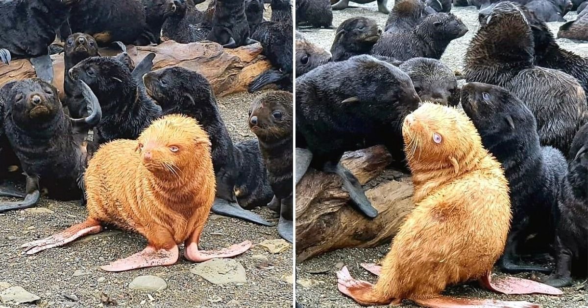 seal5.jpg?resize=412,275 - Extremely Rare Ginger Fur Seal Pup Shunned By Its Fellow Seals