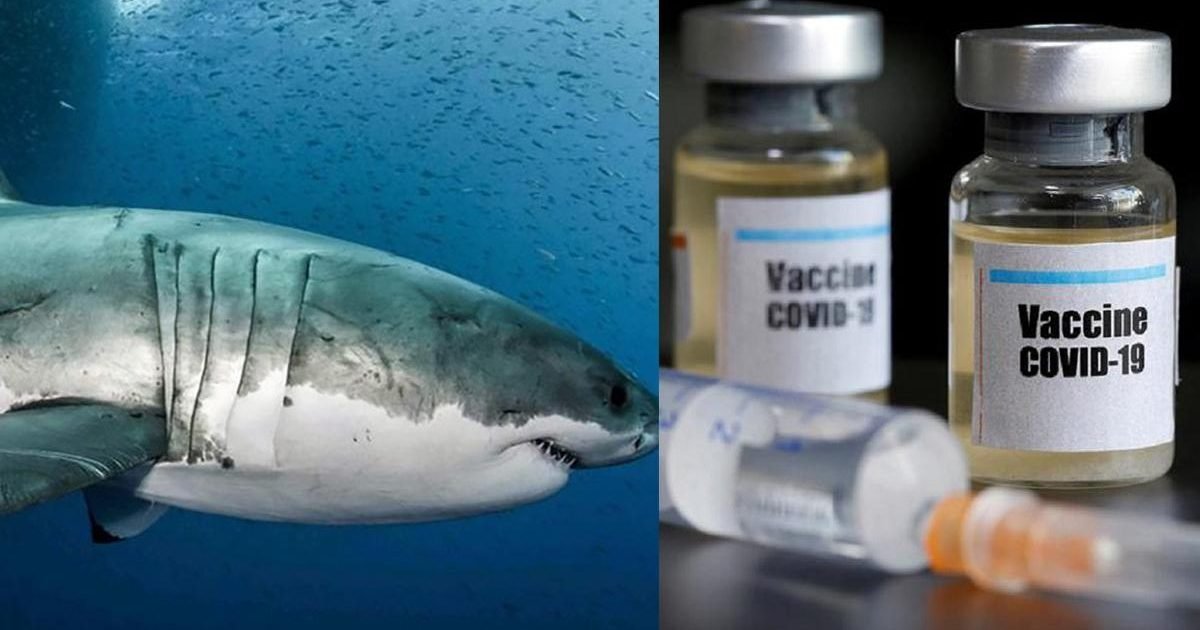 shark vaccine1 sixteen nine e1601433207843.jpg?resize=1200,630 - Covid-19 : Un demi-million de requins pourraient être tués pour le vaccin