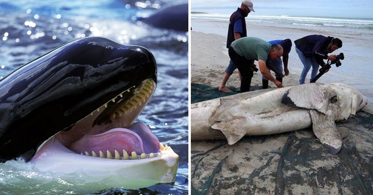 Orcas Are Killing Great White Sharks In A 'Precise And Refined' Way To