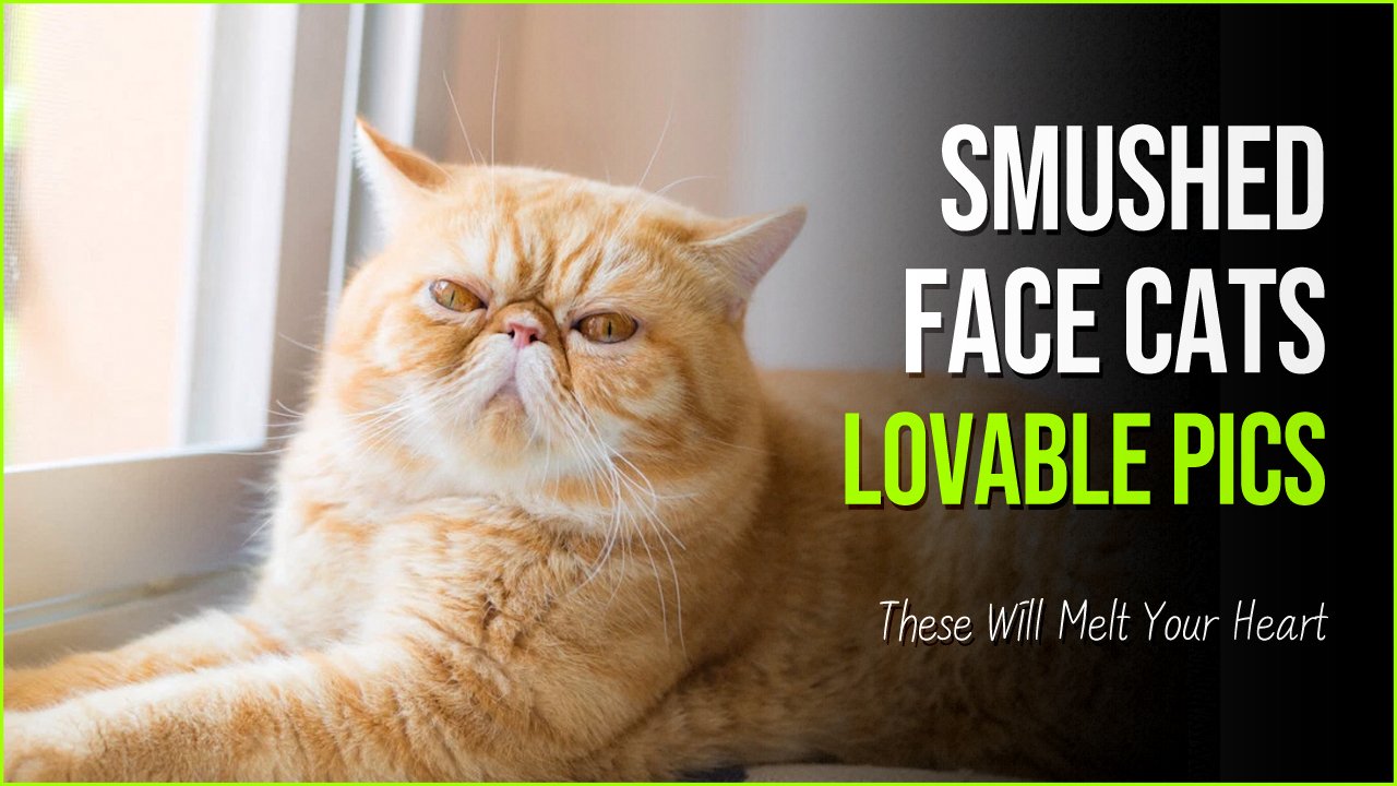 smushed cats.jpg?resize=1200,630 - Breaking Stereotypes: These Smushed Face Cats With Flat Faces Will Melt Your Heart