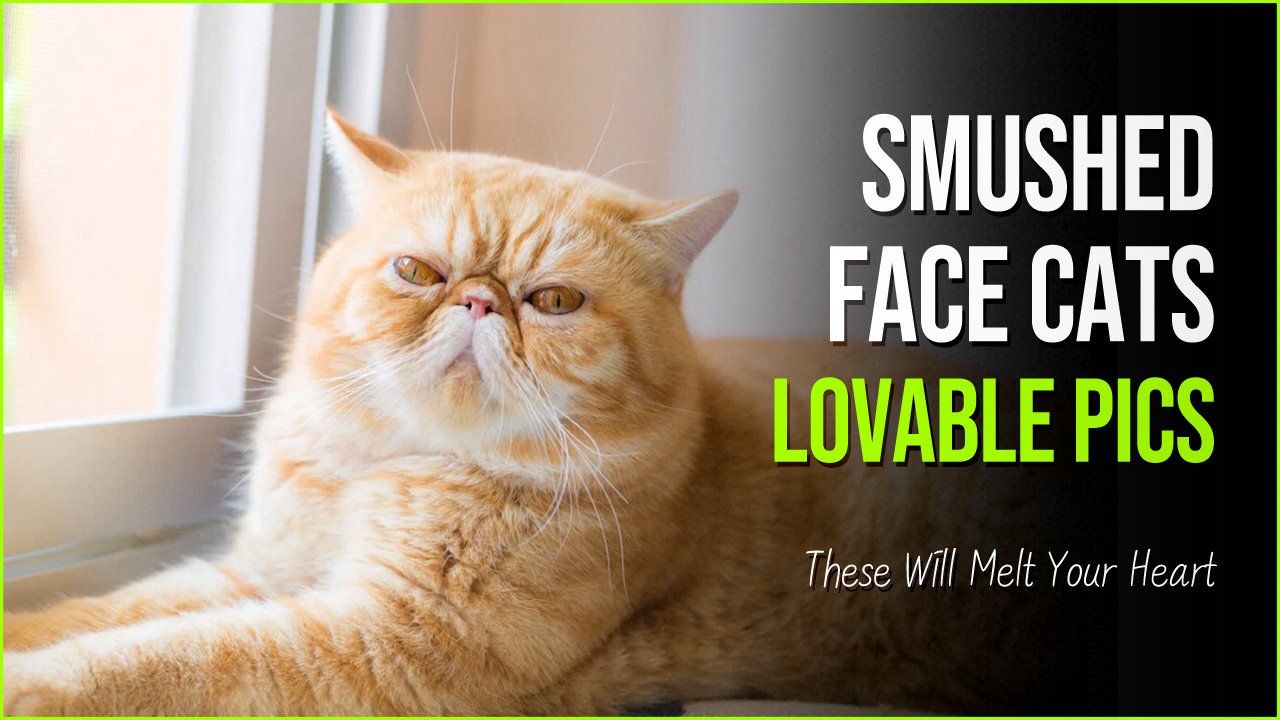 smushed cats.jpg?resize=412,275 - Breaking Stereotypes: These Smushed Face Cats With Flat Faces Will Melt Your Heart