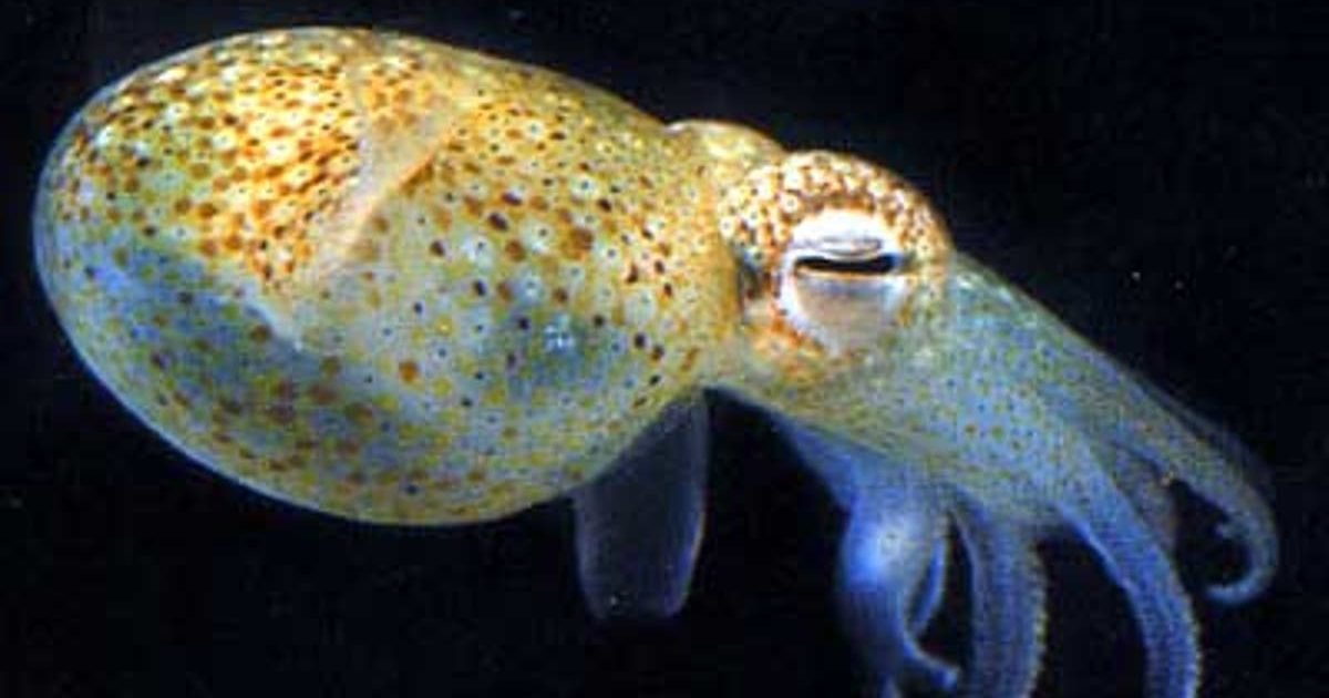 squids e1600995106530.jpg?resize=1200,630 - Des calmars femelles peuvent créer l'illusion d'avoir des testicules