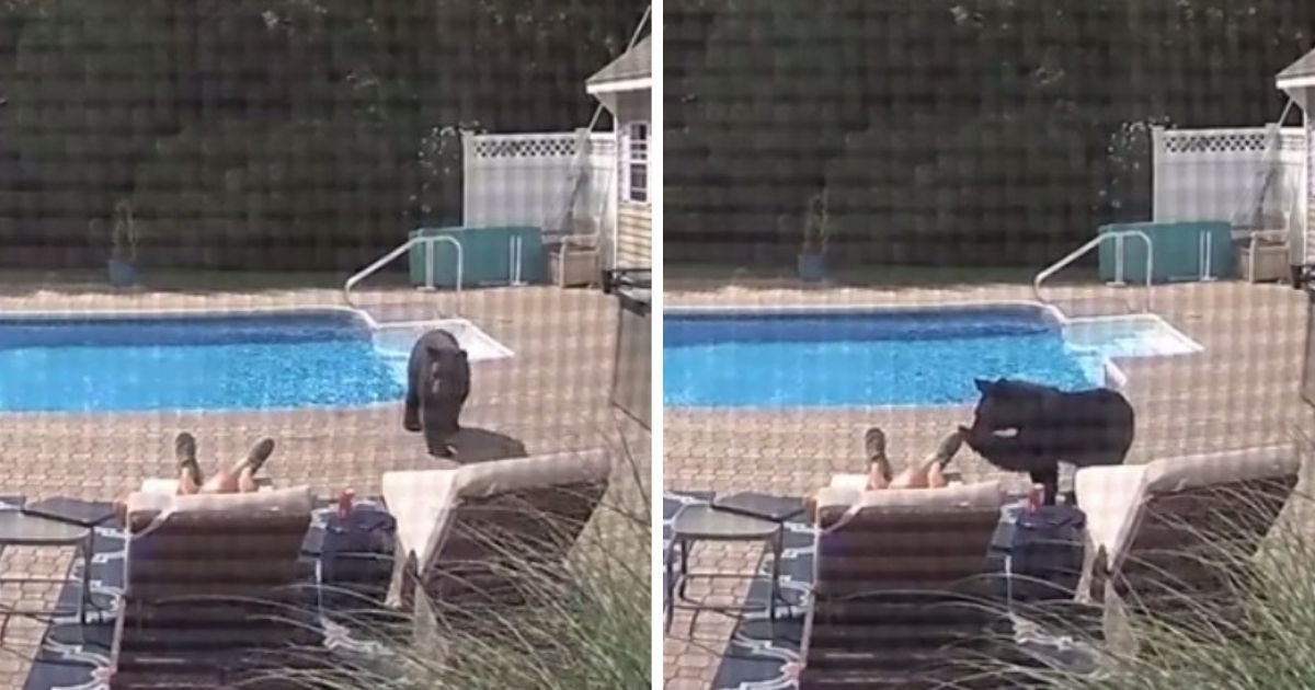untitled design 2 21.jpg?resize=1200,630 - Man Resting By The Pool Wakes Up After Bear Sniffs And Taps His Foot