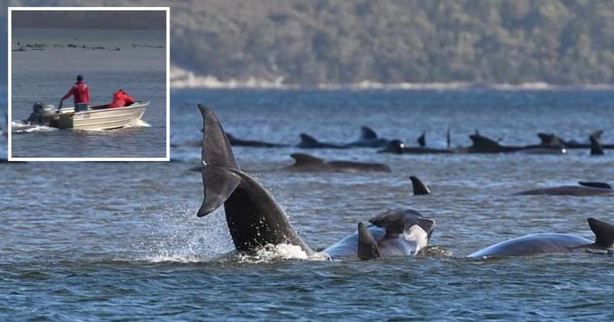 untitled design 29.jpg?resize=1200,630 - Hundreds Of Whales Left Fighting For Life After Getting Stranded On A Sandbar