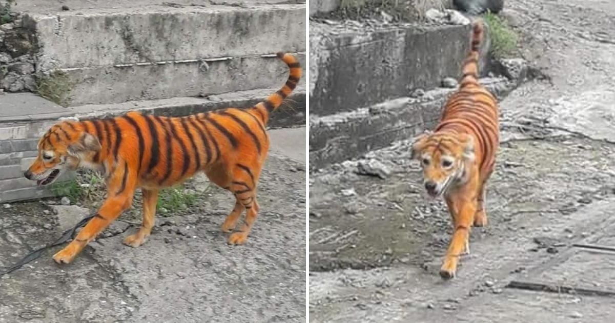 untitled design 3 5.jpg?resize=412,275 - Outrage As Stray Dog Gets Painted To Resemble A Tiger