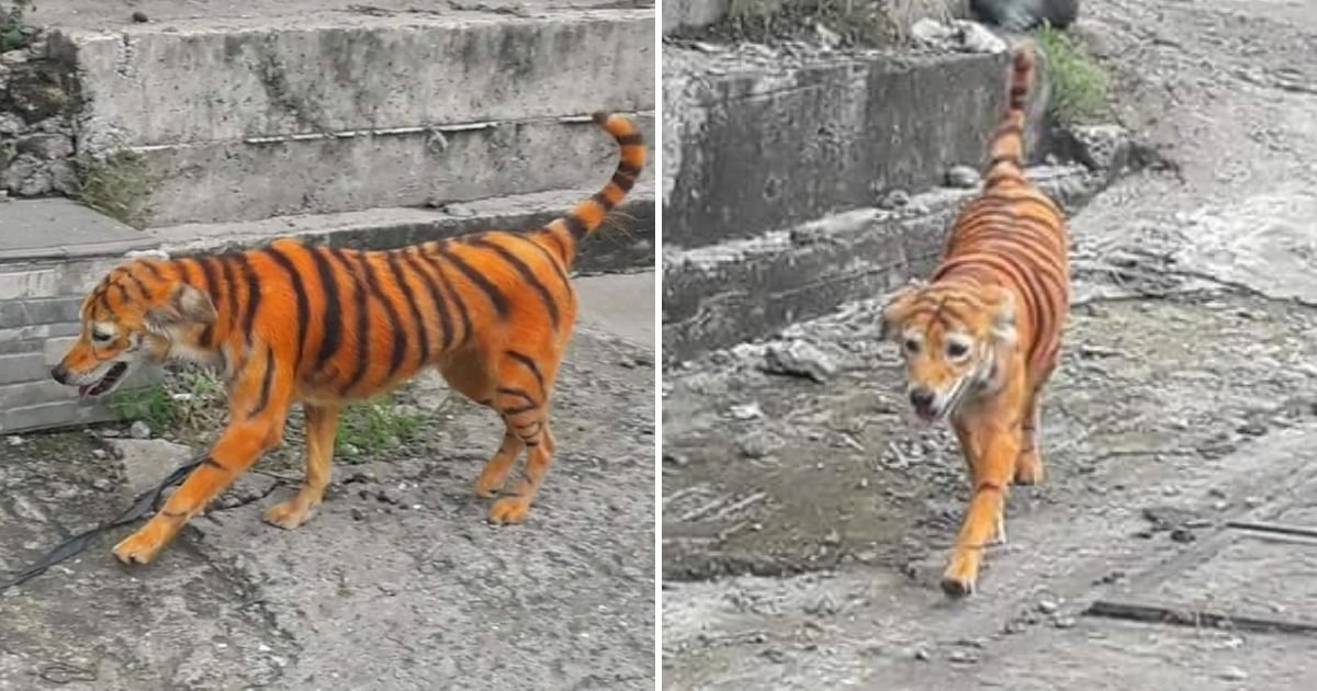 untitled design 3 5.jpg?resize=412,232 - Outrage As Stray Dog Gets Painted To Resemble A Tiger