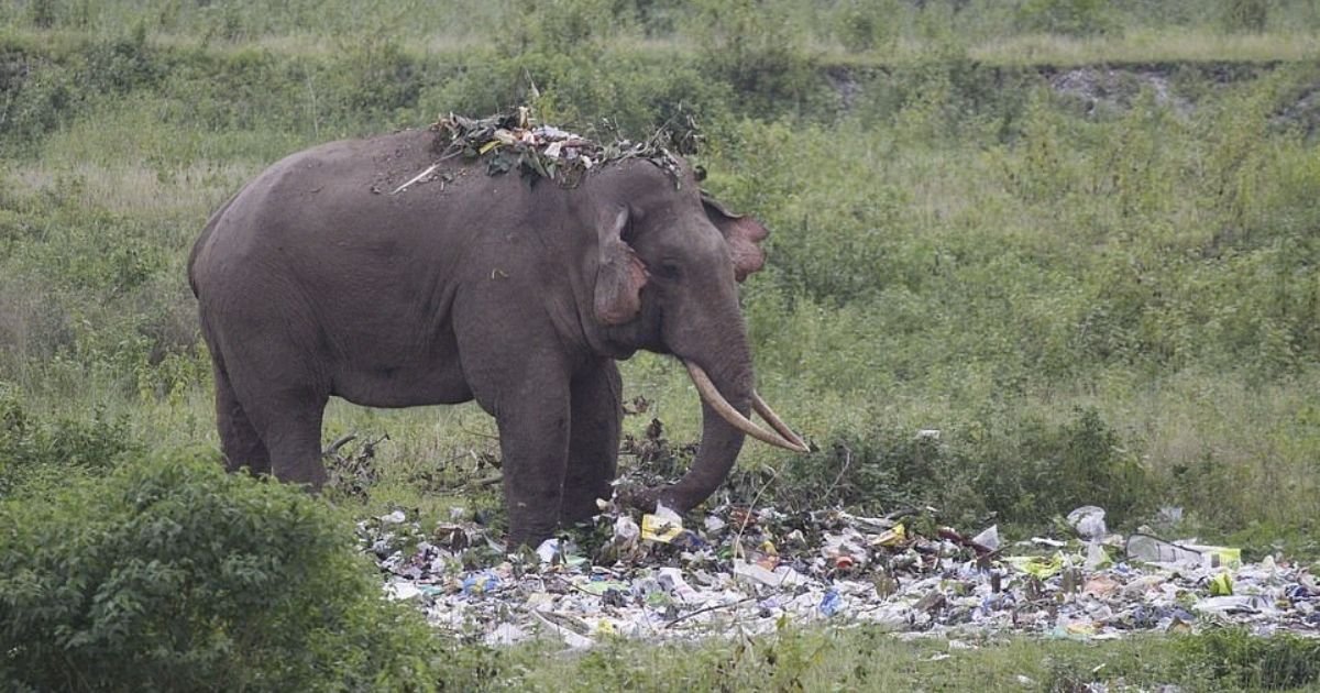 untitled design 4 7.jpg?resize=1200,630 - Elephant Seen Snacking On Plastic Trash Left Behind By Tourists