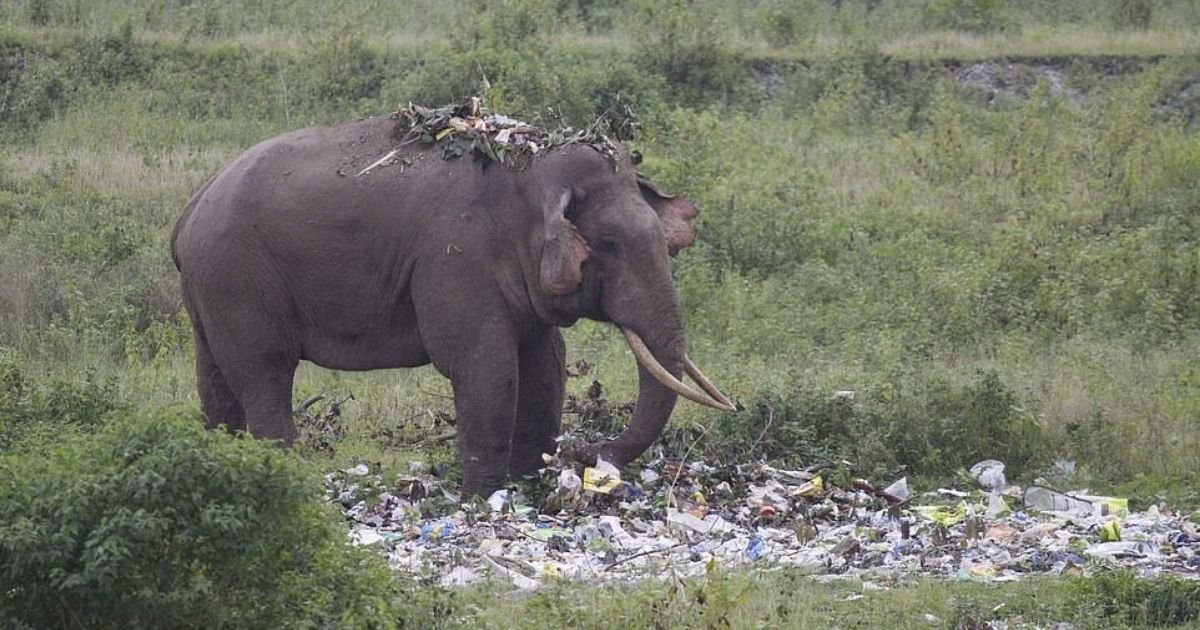 untitled design 4 7.jpg?resize=412,275 - Elephant Seen Snacking On Plastic Trash Left Behind By Tourists