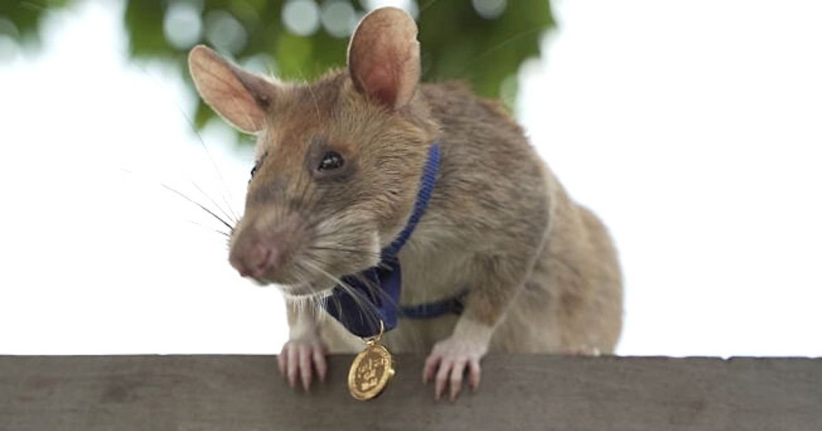 untitled design 6 10.jpg?resize=1200,630 - Giant Rat Awarded A Medal For His ‘Dedication, Skill And Bravery’
