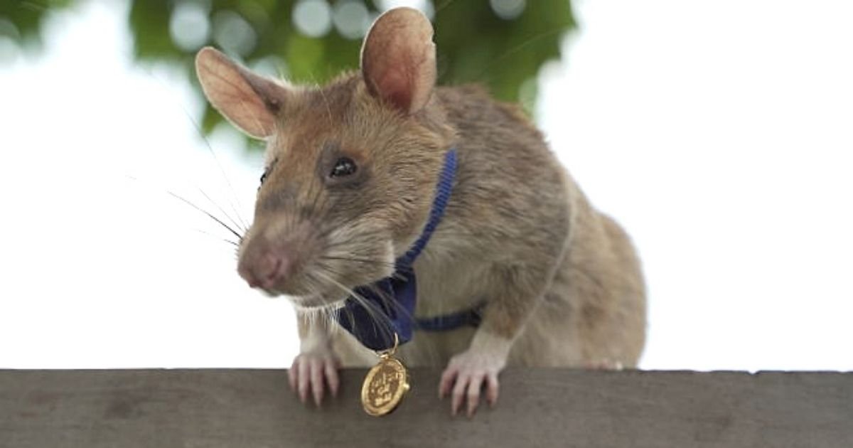 untitled design 6 10.jpg?resize=412,275 - Giant Rat Awarded A Medal For His ‘Dedication, Skill And Bravery’