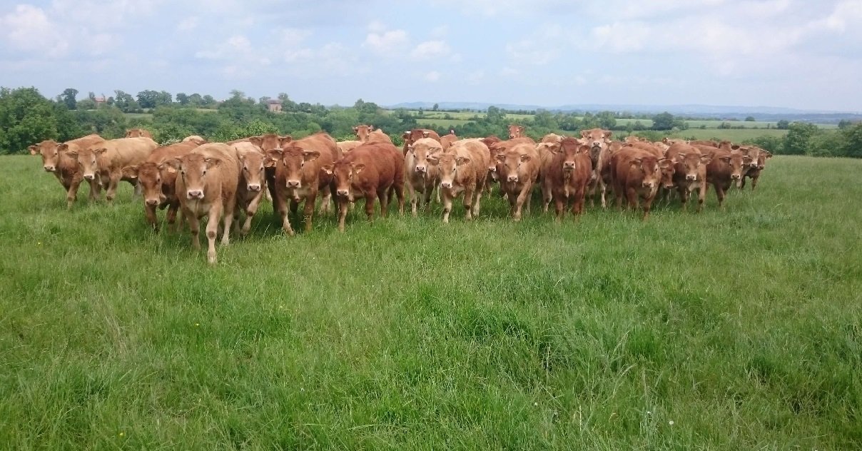 vache 1.jpg?resize=412,275 - Après les chevaux, des bovins ont été retrouvés mutilés dans un champ