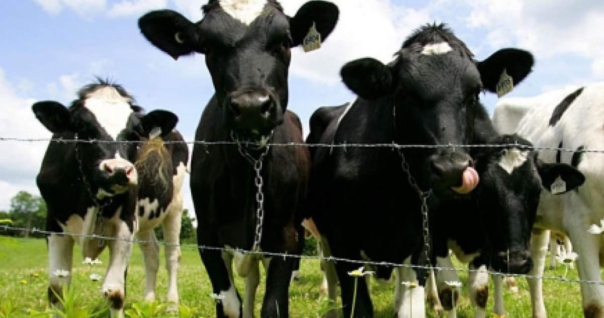 vache.jpg?resize=412,275 - Aisne: une vache a été retrouvée égorgée à Pierrepont