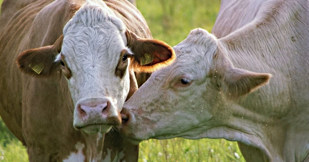 vonjour 1.jpg?resize=412,275 - Bretagne : deux vaches découvertes mutilées