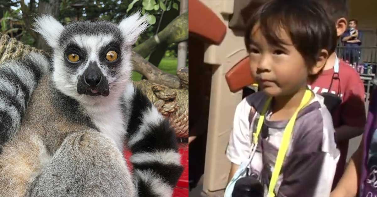1 163.jpg?resize=412,275 - 5-Year-Old Boy Gets Credit For Finding A Stolen Lemur