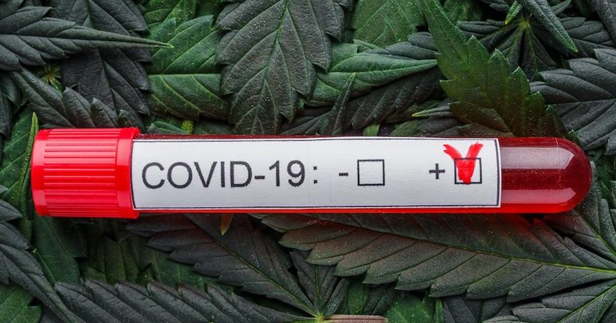 1 51.jpg?resize=1200,630 - El Cannabis Parece Ayudar A La Prevención Y Tratamientos Contra El COVID-19