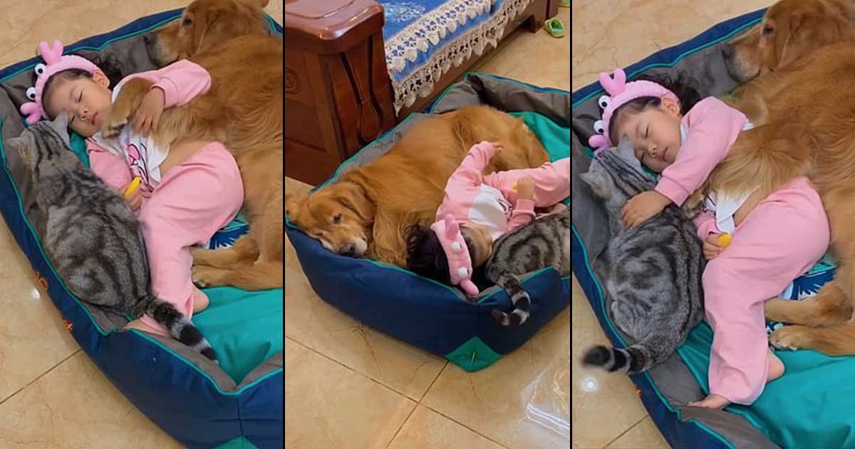 111.jpg?resize=412,275 - Adorable Little Girl Naps With Caring Dog And Protective Cat