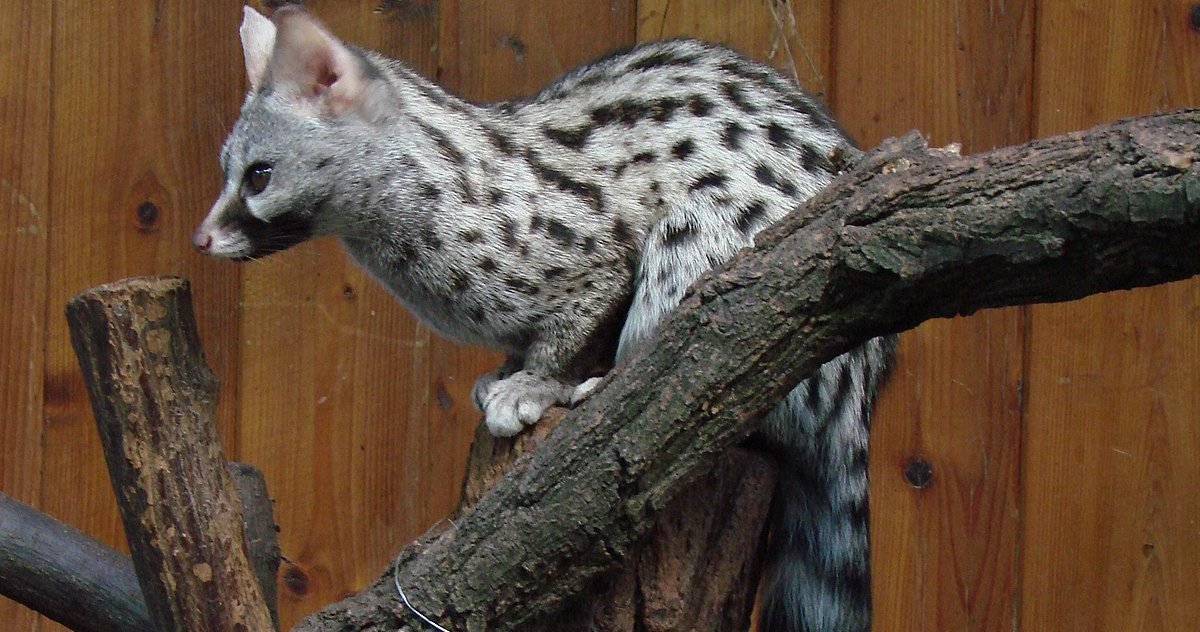 1200px genetta genetta felina wroclaw zoo e1602608832739.jpeg?resize=412,275 - La genette, une espèce menacée, est réapparue en Algérie