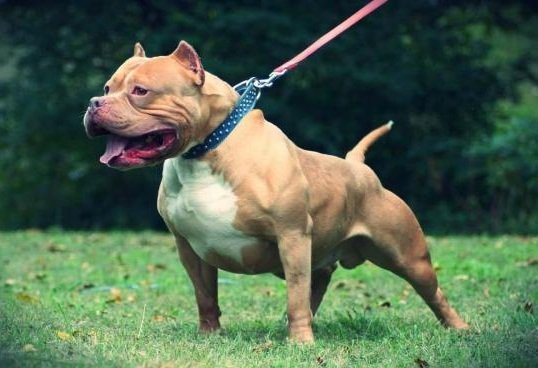 Chamuco Dog Breed All Information and Pictures - Dogs Breed Usa