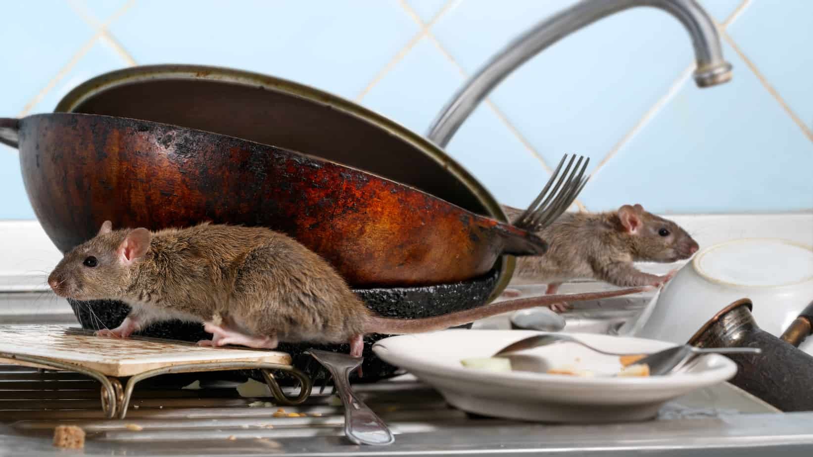rats in restaurants