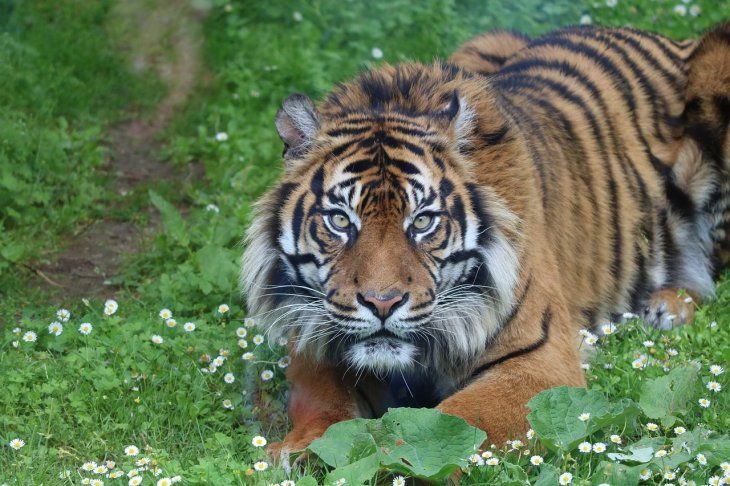 Hombre se hizo del muerto y se salvó de ser devorado por un tigre de Bengala | India