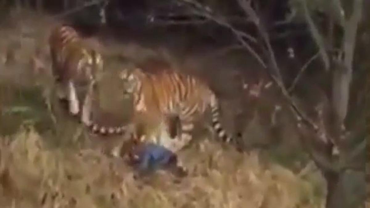 Un tigre mata a un turista en un zoológico de China