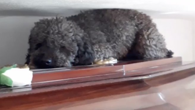 Benito, el perro que aún se tumba sobre el ataúd de su dueña cuatro años después de que ella muriera