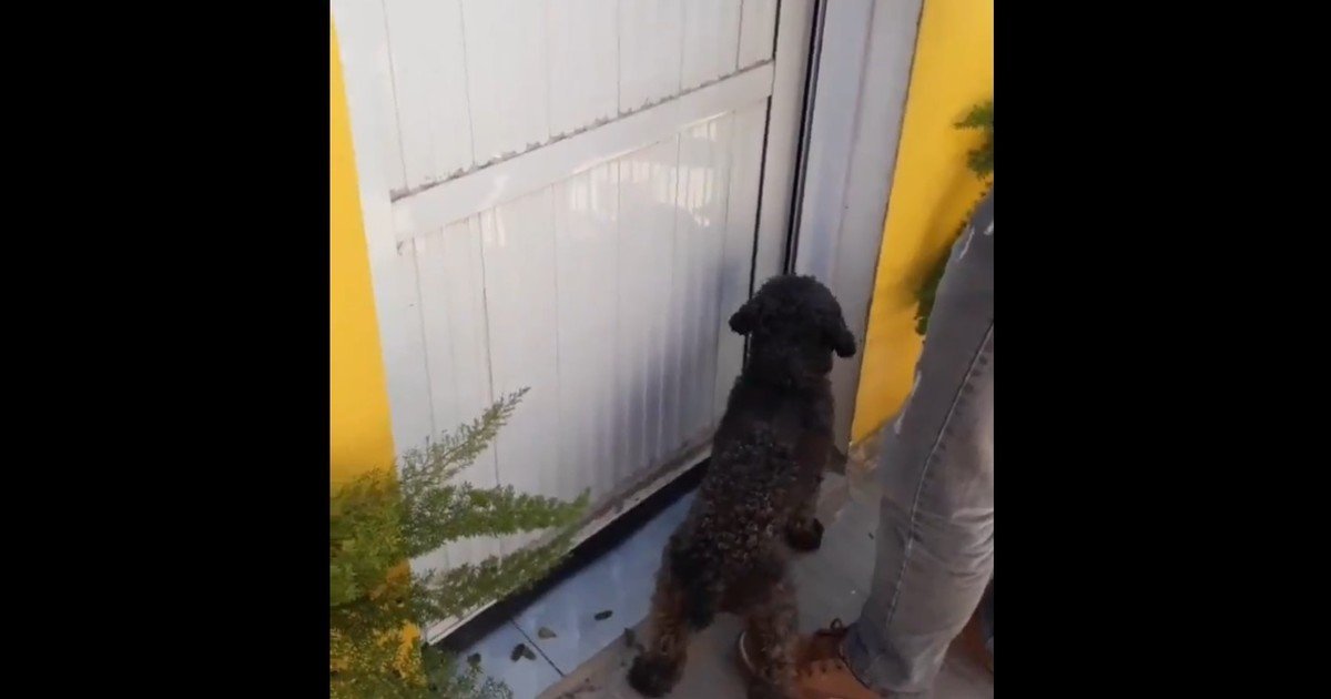 Video: Benito, el perro que no olvidó a su dueña - Clarín