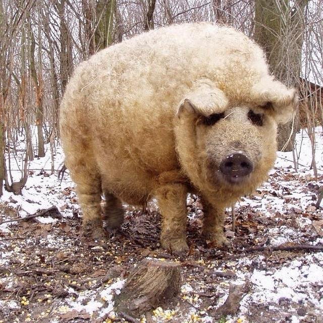 furry pig